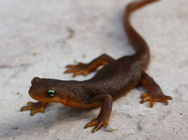 California Newt